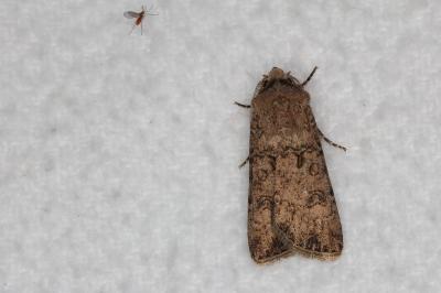 <i>Agrotis segetum</i>