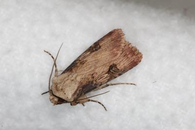 <i>Agrotis puta</i>