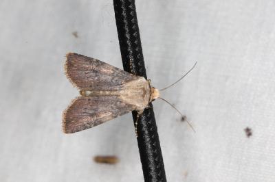 <i>Agrotis puta</i>