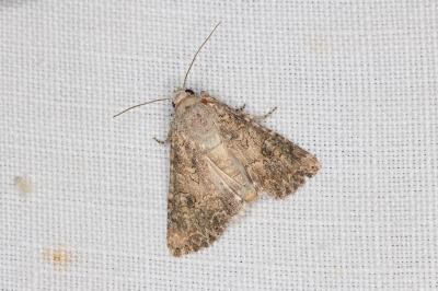 <i>Anarta trifolii</i>