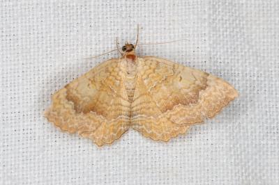 <i>Camptogramma bilineata</i>