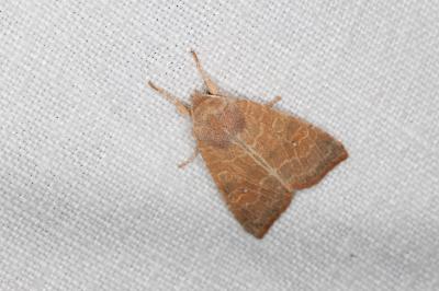 <i>Cirrhia ocellaris</i>