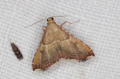 <i>Endotricha flammealis</i>