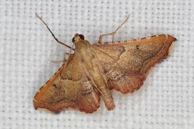 <i>Endotricha flammealis</i>