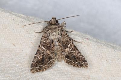 <i>Hadena bicruris</i>