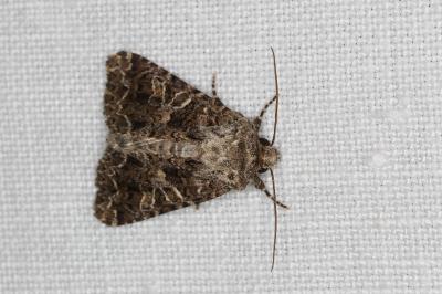 <i>Hadena bicruris</i>