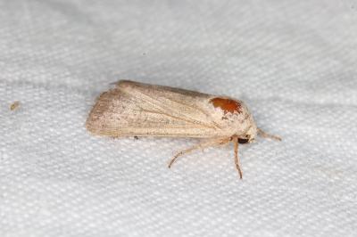 <i>Hoplodrina ambigua</i>