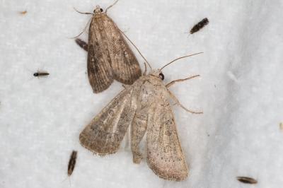<i>Hoplodrina ambigua</i>