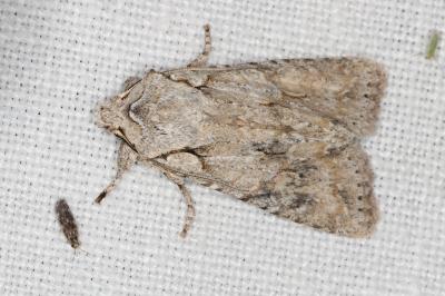 <i>Lithophane ornitopus</i>