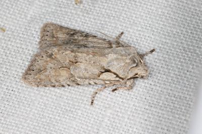 <i>Lithophane ornitopus</i>