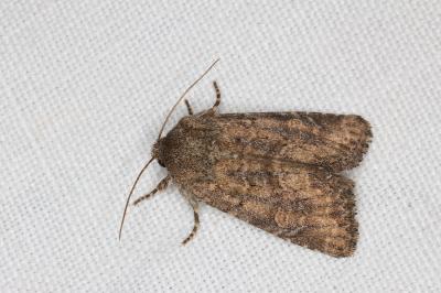<i>Luperina testacea</i>