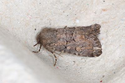 <i>Luperina testacea</i>