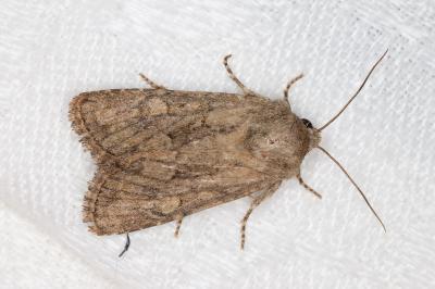 <i>Luperina testacea</i>