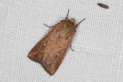 <i>Mythimna albipuncta</i>