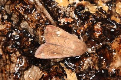 <i>Mythimna albipuncta</i>