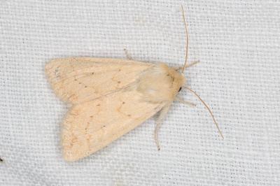<i>Mythimna vitellina</i>