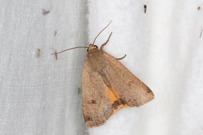 <i>Noctua comes</i>
