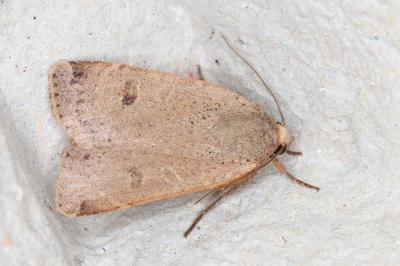 <i>Noctua comes</i>