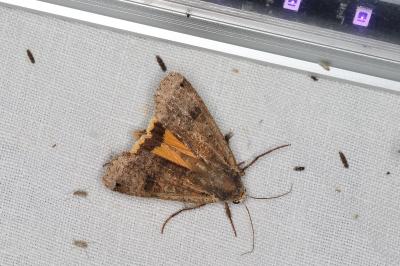 <i>Noctua pronuba</i>