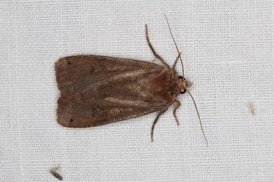 <i>Noctua pronuba</i>