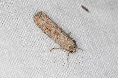 <i>Spodoptera exigua</i>