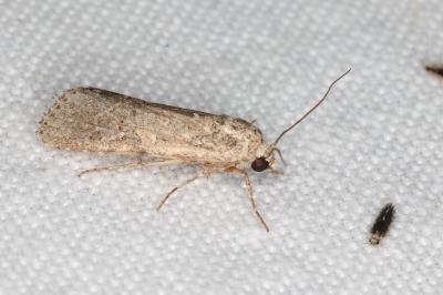 <i>Spodoptera exigua</i>