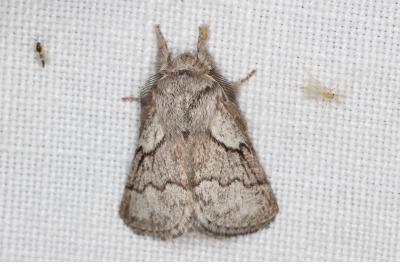 <i>Trichiura crataegi</i>
