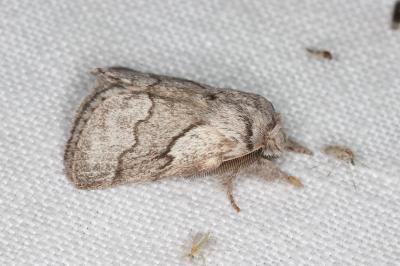 <i>Trichiura crataegi</i>