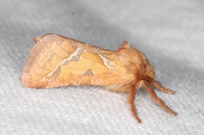 <i>Triodia sylvina</i>