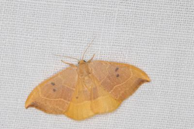 <i>Watsonalla binaria</i>