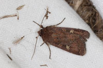 <i>Xestia xanthographa</i>