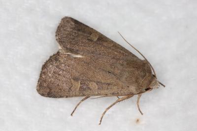 <i>Xestia xanthographa</i>