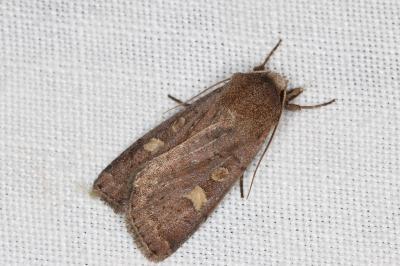 <i>Xestia xanthographa</i>