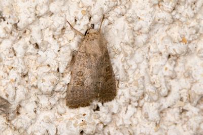 <i>Hoplodrina ambigua</i>