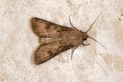 <i>Agrotis segetum</i>
