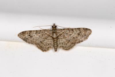 <i>Gymnoscelis rufifasciata</i>