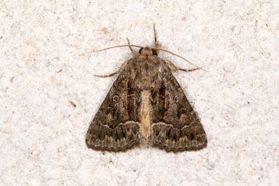 <i>Thalpophila matura</i>