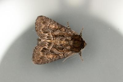 <i>Thalpophila matura</i>