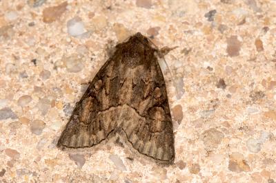 <i>Thalpophila matura</i>
