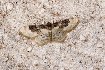 <i>Idaea rusticata</i>