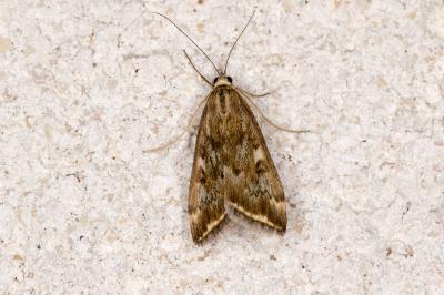 <i>Loxostege sticticalis</i>