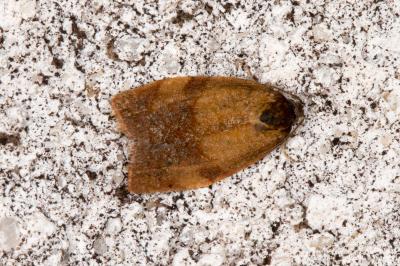 <i>Cacoecimorpha pronubana</i>