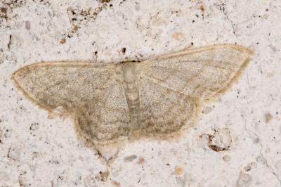 <i>Idaea subsericeata</i>