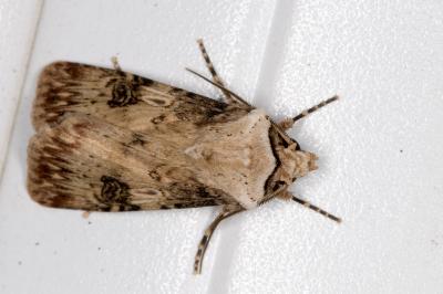<i>Agrotis puta</i>