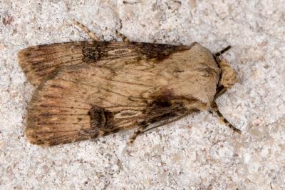 <i>Agrotis puta</i>