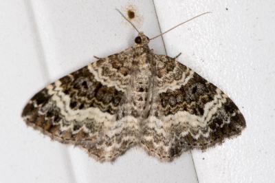 <i>Epirrhoe alternata</i>