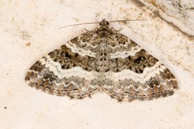 <i>Epirrhoe alternata</i>