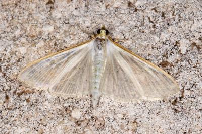 <i>Palpita vitrealis</i>