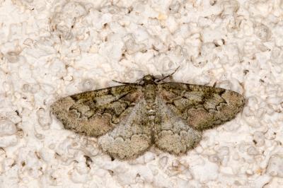 <i>Cleorodes lichenaria</i>