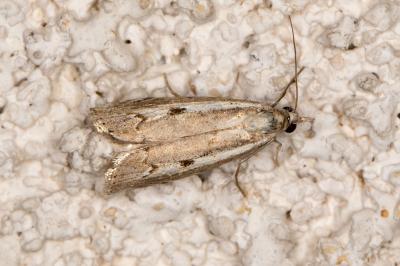 <i>Agriphila geniculea</i>